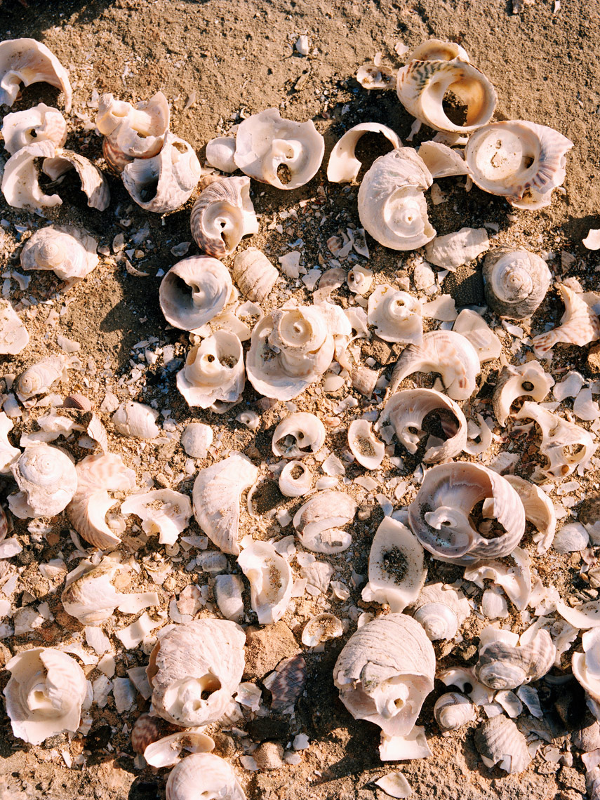AUSTRALIA, Kangaroo Island, Hanson bay, broken shells on beach