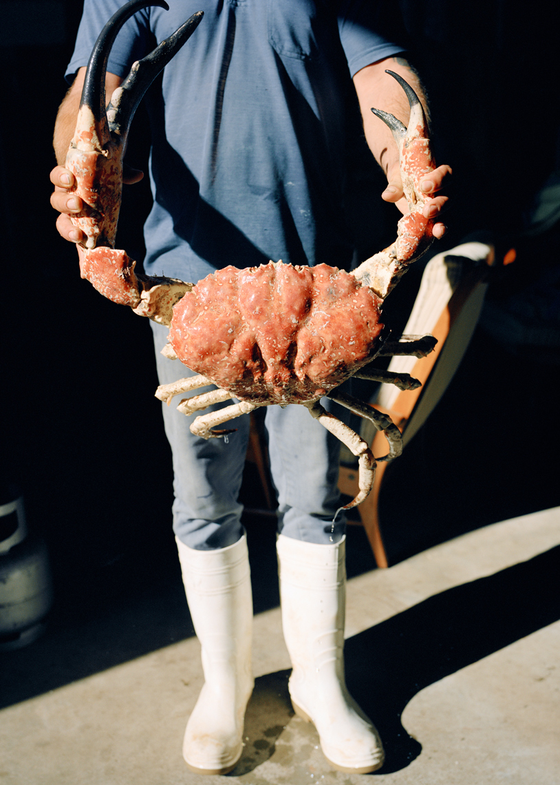AUSTRALIA, Kangaroo Island, fisherman holding king crab