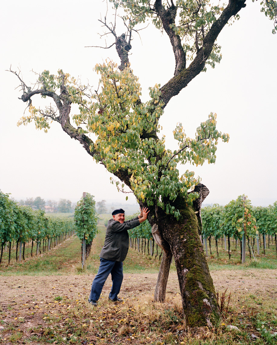 ITALY, Verona, Gargagnago di Valpolicella, senior man standing by tree with vineyard in the background at the La Foresteria Serego Alighieri.